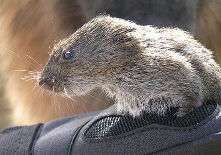 voles in idaho|Critters of North Idaho: Ye ol’ vole 